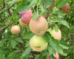 Image Apple tree in Velarde, NM August 2006